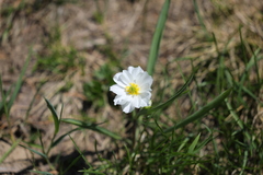 Ranunculus kuepferi