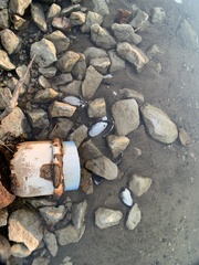 Uniomerus tetralasmus