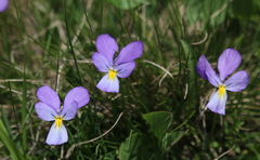 Viola calcarata