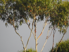 Sericulus chrysocephalus