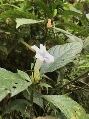Ruellia tubiflora