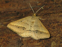 Isturgia arenacearia