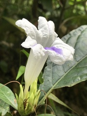 Ruellia tubiflora