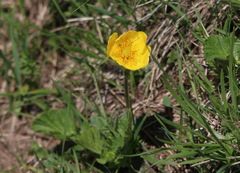 Geum montanum