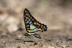 Graphium bathycles