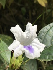 Ruellia tubiflora