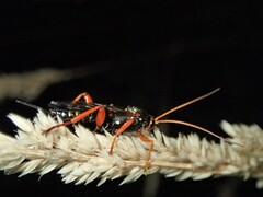 Echthromorpha intricatoria