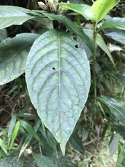 Ruellia tubiflora