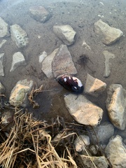 Uniomerus tetralasmus