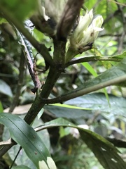 Ruellia tubiflora