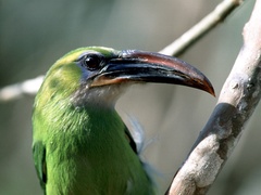 Aulacorhynchus sulcatus