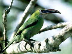 Aulacorhynchus sulcatus