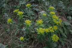 Euphorbia epithymoides