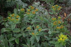 Euphorbia epithymoides