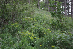 Euphorbia epithymoides