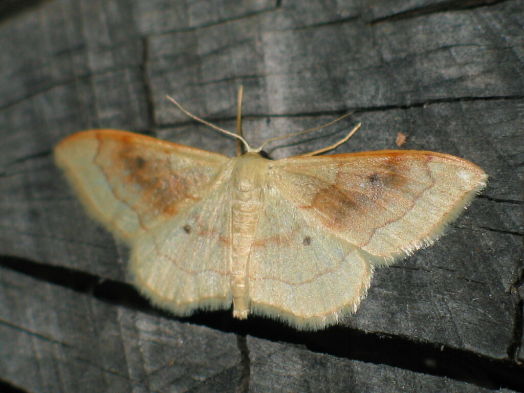 Idaea rubraria