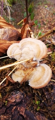 Auricularia mesenterica