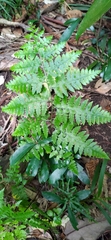Microlepia