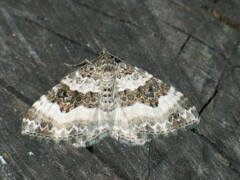 Epirrhoe rivata