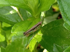 Spathosternum prasiniferum