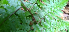 Microlepia