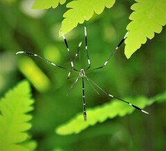 Bittacomorpha clavipes