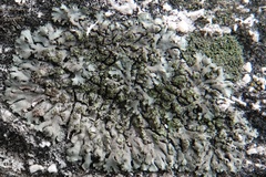 Phaeophyscia orbicularis