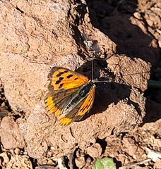 Lycaena phlaeas