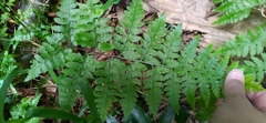 Microlepia