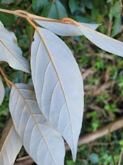Styrax suberifolius
