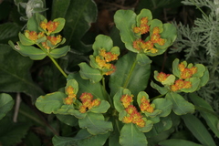 Euphorbia epithymoides