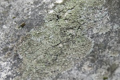 Phaeophyscia