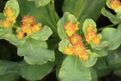 Euphorbia epithymoides