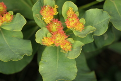 Euphorbia epithymoides