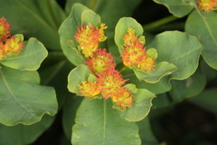 Euphorbia epithymoides