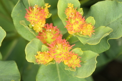 Euphorbia epithymoides