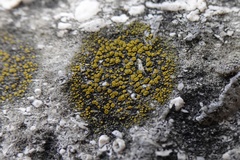 Candelariella aurella