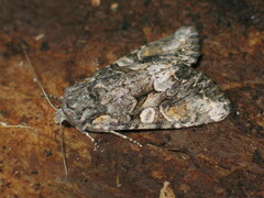 Lacanobia contigua