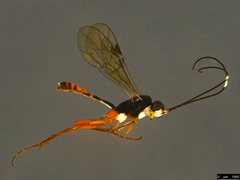 Australoglypta