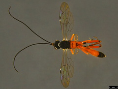 Myrmeleonostenus
