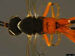 Myrmeleonostenus