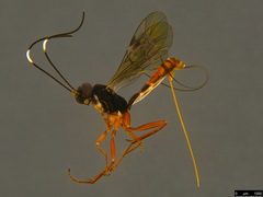 Australoglypta