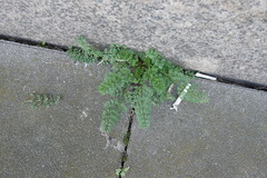 Erodium cicutarium