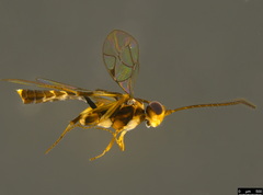Orthocentrinae