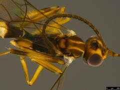 Orthocentrinae