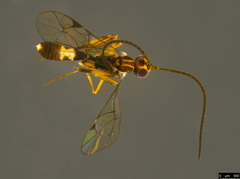 Orthocentrinae