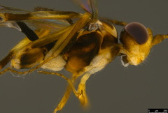 Orthocentrinae
