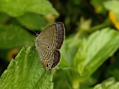 Luthrodes pandava