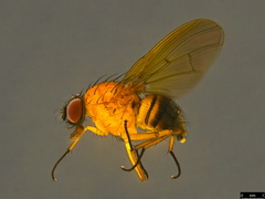 Helinomydaea flavofusca