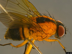 Helinomydaea flavofusca